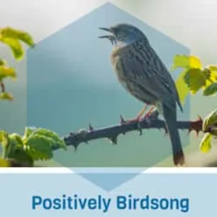Positively Birdsong